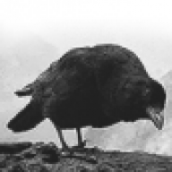 Crow