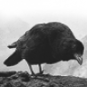 Crow
