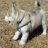 Husky